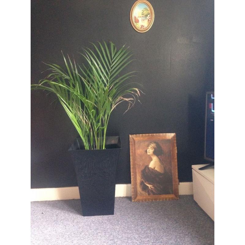 Large plastic plant pot