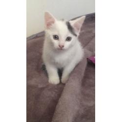 Female kitten for sale