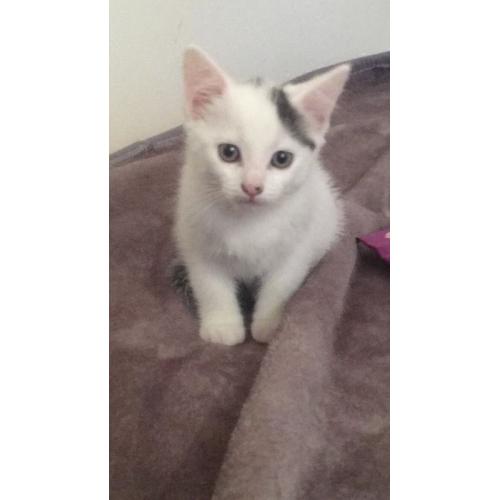 Female kitten for sale