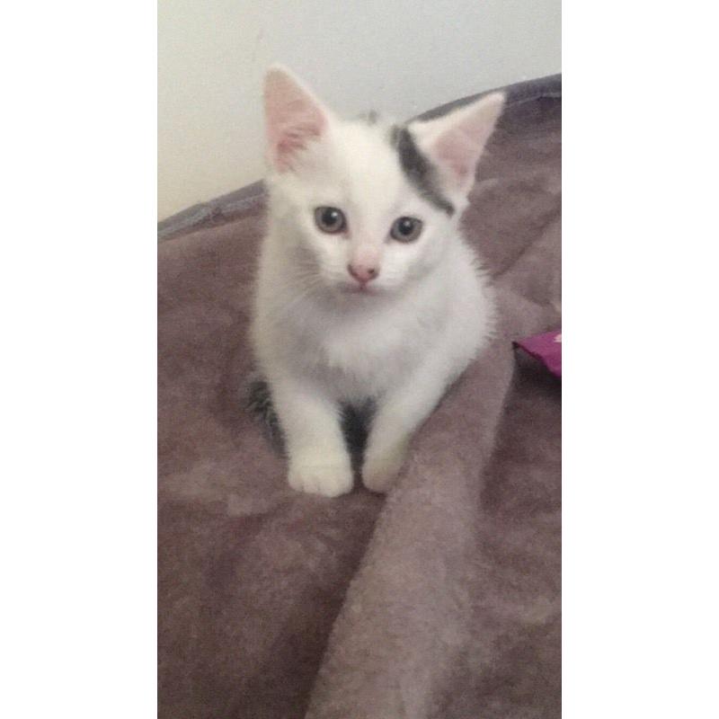Female kitten for sale