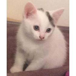 Female kitten for sale