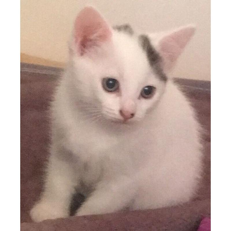 Female kitten for sale