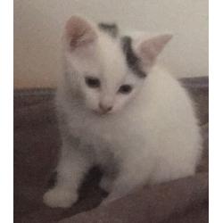 Female kitten for sale
