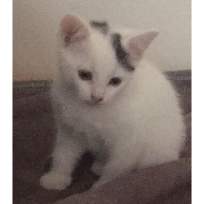 Female kitten for sale