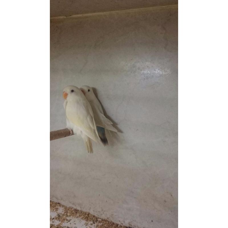 Love birds