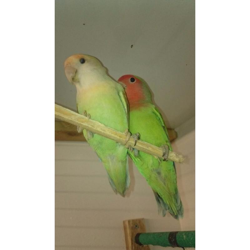 Love birds