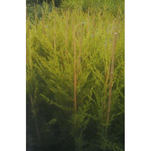 Càstlewellan gold over 3ft for sale