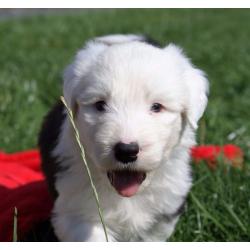 Old English Sheepdog Puppies