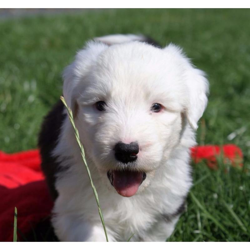 Old English Sheepdog Puppies