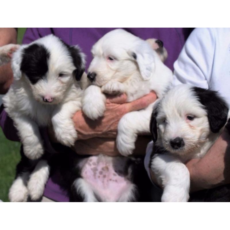 Old English Sheepdog Puppies