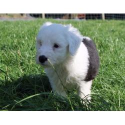 Old English Sheepdog Puppies