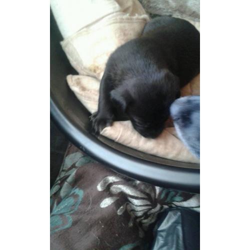 Lab cross pup for sale