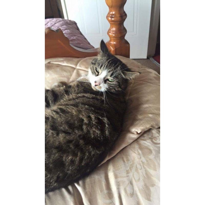 Missing cat