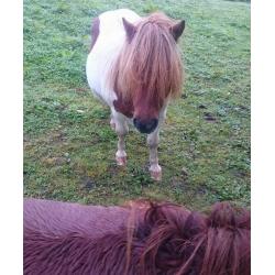 2 Lovely skewbald shetland pony mares for sale