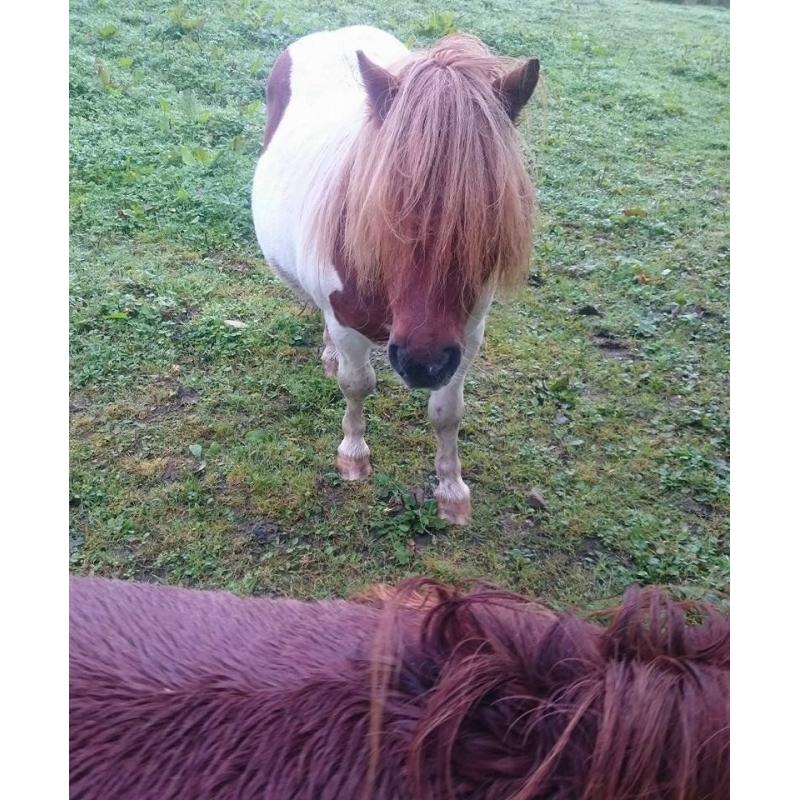 2 Lovely skewbald shetland pony mares for sale