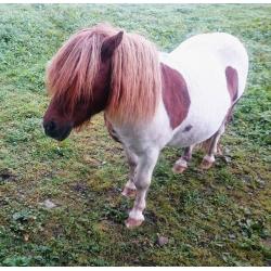 2 Lovely skewbald shetland pony mares for sale