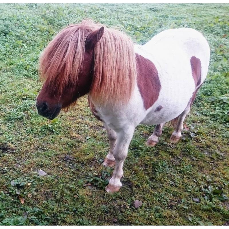 2 Lovely skewbald shetland pony mares for sale