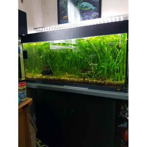 fish tank