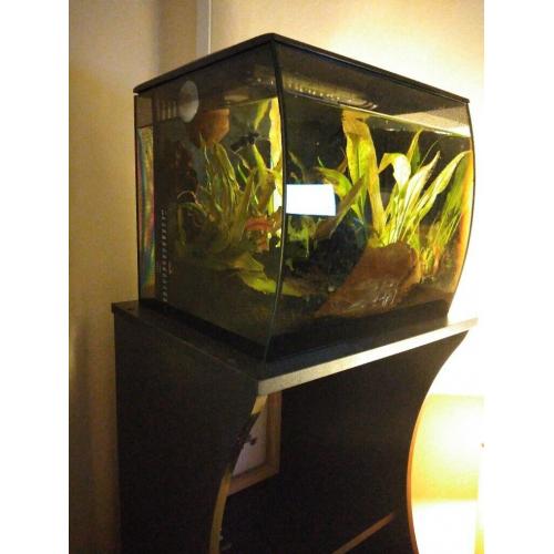 Fluval Flex 34l aquarium