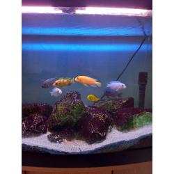 3ft fish tank