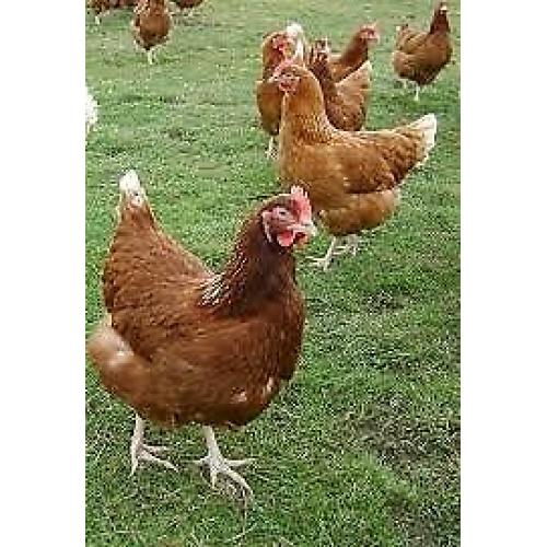 Warren chickens (laying)
