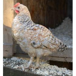 Chickens 3 months old