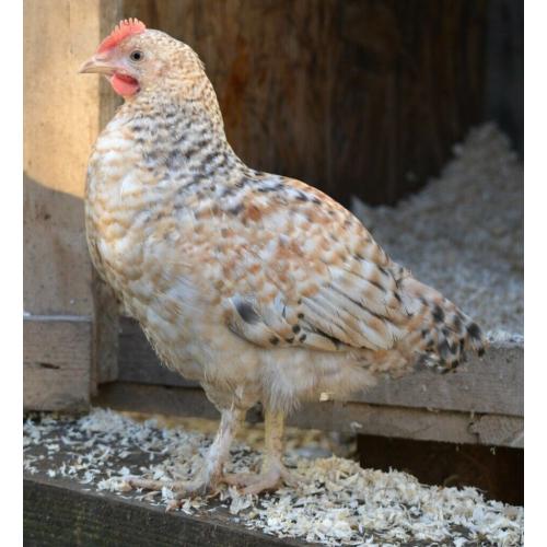 Chickens 3 months old