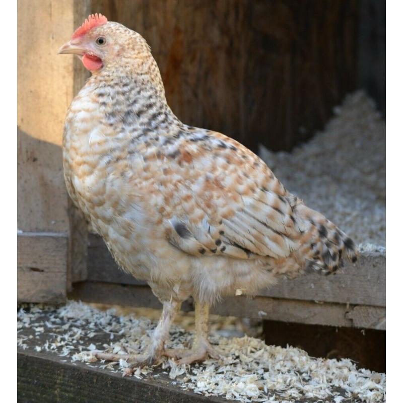 Chickens 3 months old