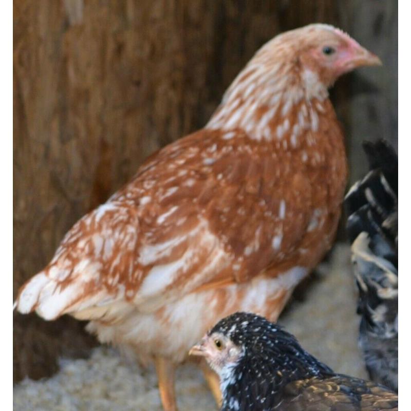 Chickens 3 months old