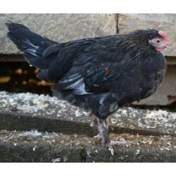 Chickens 3 months old
