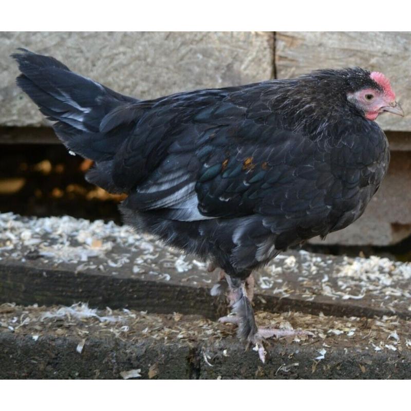 Chickens 3 months old