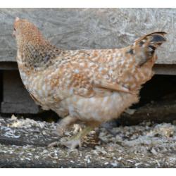 Chickens 3 months old