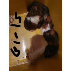 Guinea pigs