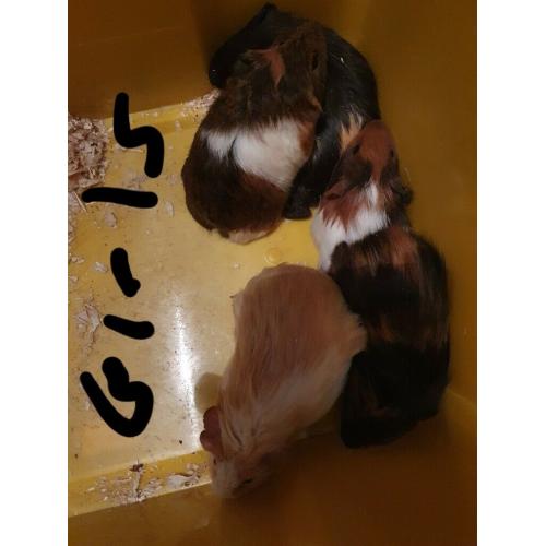 Guinea pigs