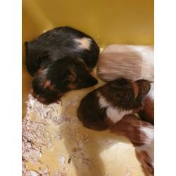 Guinea pigs