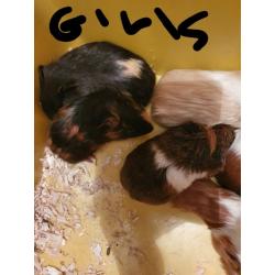 Guinea pigs