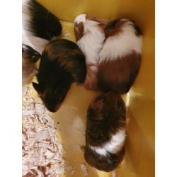 Guinea pigs