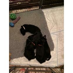 F1 Bear coated shepherd x labrador puppies READY NOW