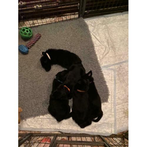 F1 Bear coated shepherd x labrador puppies READY NOW