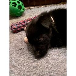F1 Bear coated shepherd x labrador puppies READY NOW