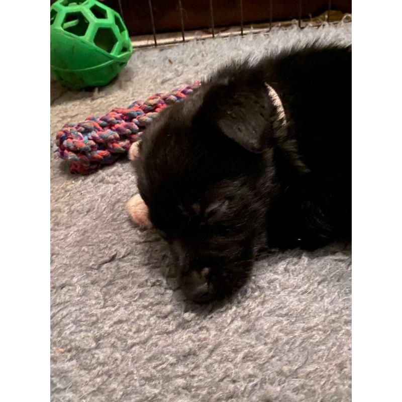 F1 Bear coated shepherd x labrador puppies READY NOW