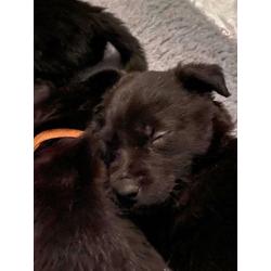 F1 Bear coated shepherd x labrador puppies READY NOW