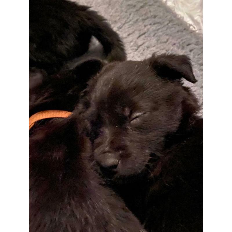 F1 Bear coated shepherd x labrador puppies READY NOW