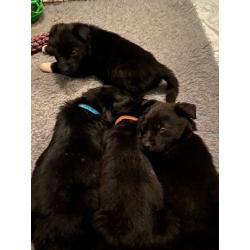 F1 Bear coated shepherd x labrador puppies READY NOW
