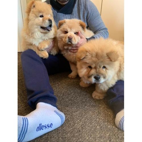 chow chow,kc register