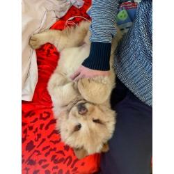 chow chow,kc register