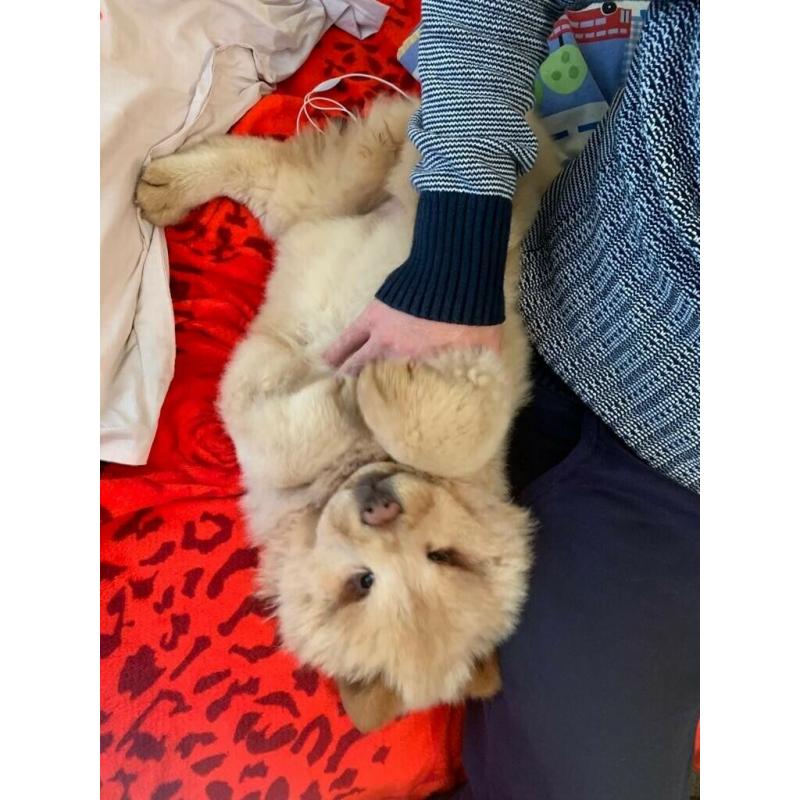 chow chow,kc register