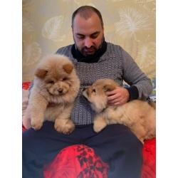 chow chow,kc register