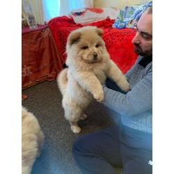 chow chow,kc register