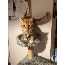 LOVELY GINGER KITTEN